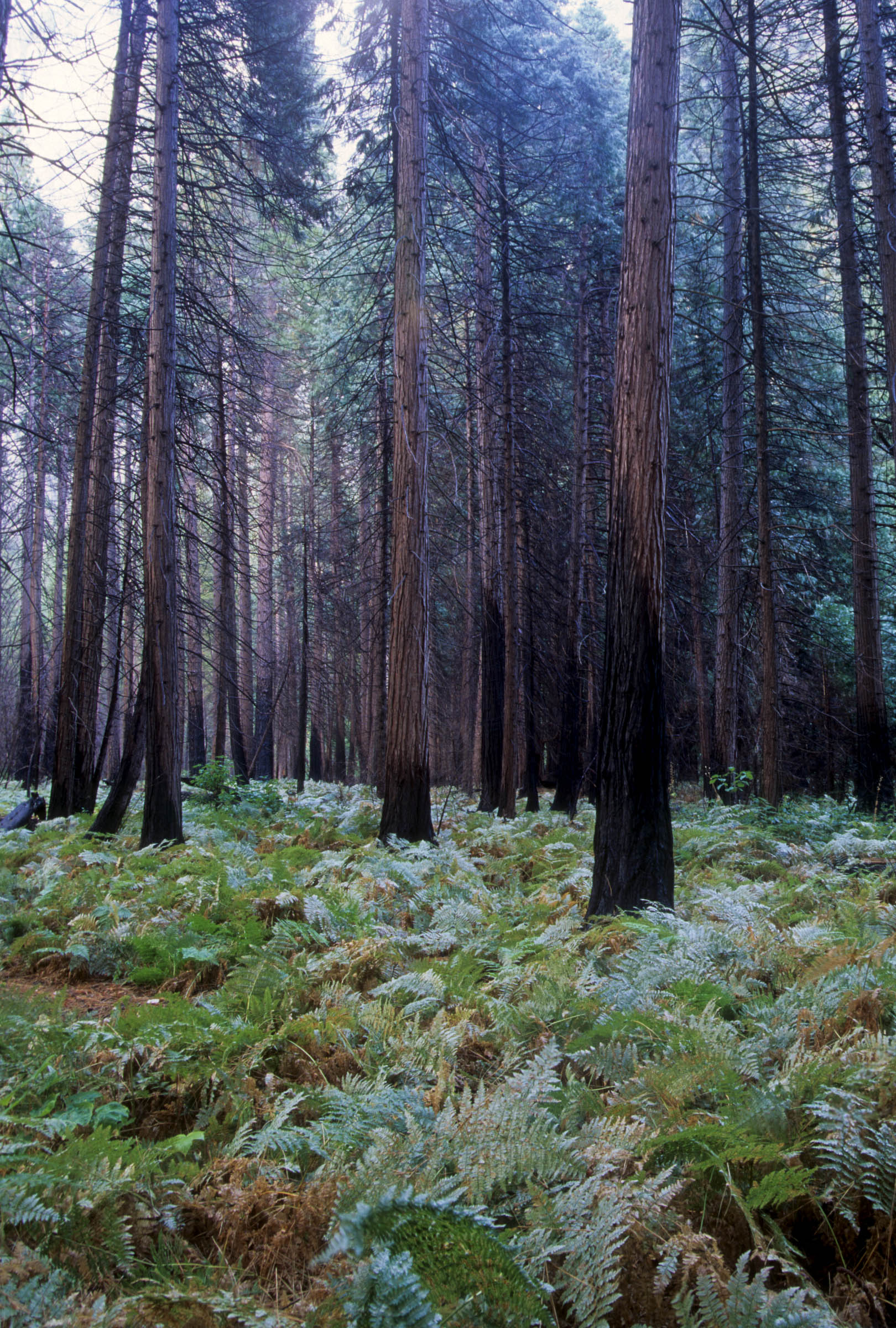 Redwoods.jpg