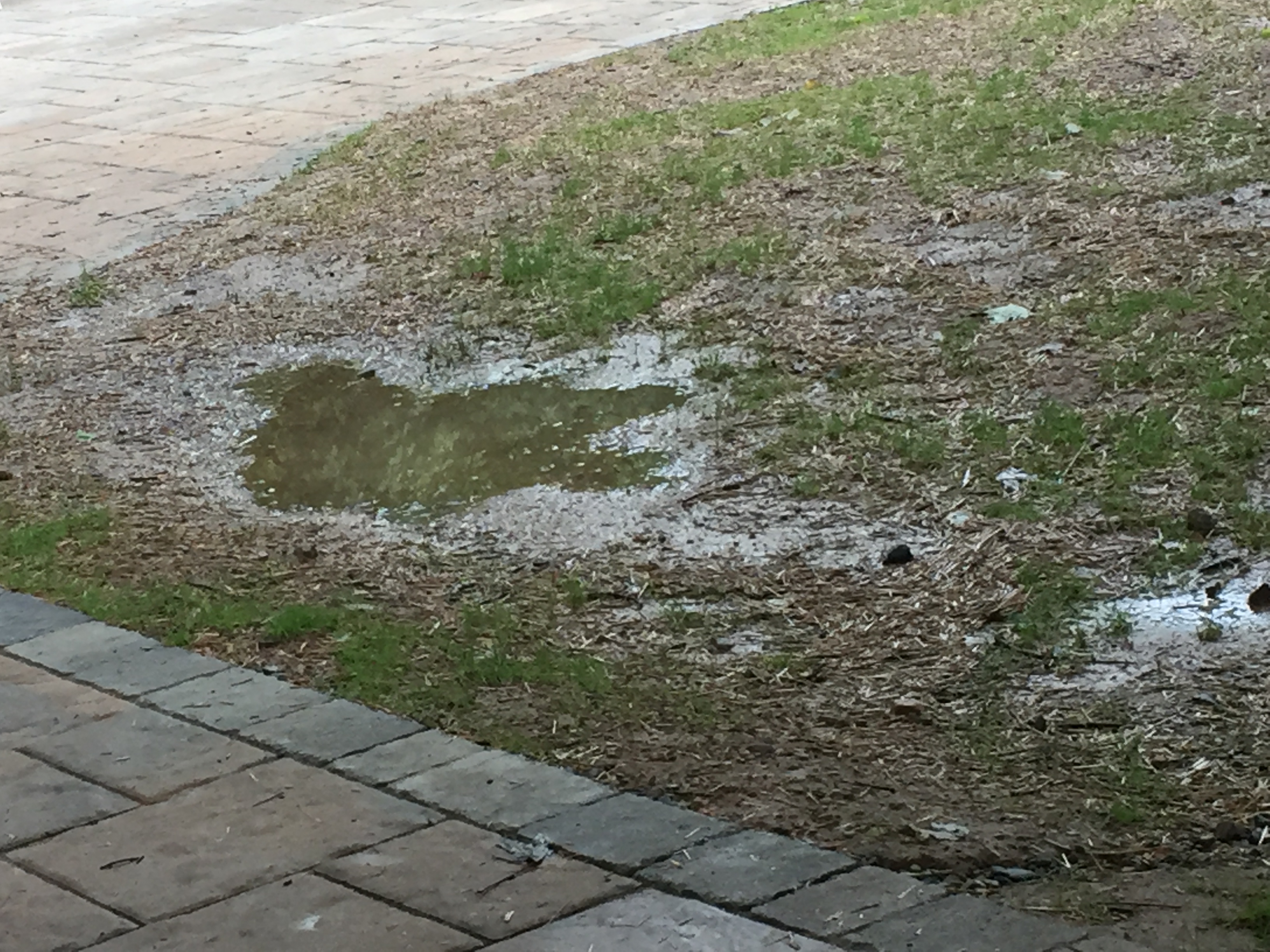 Dove puddle